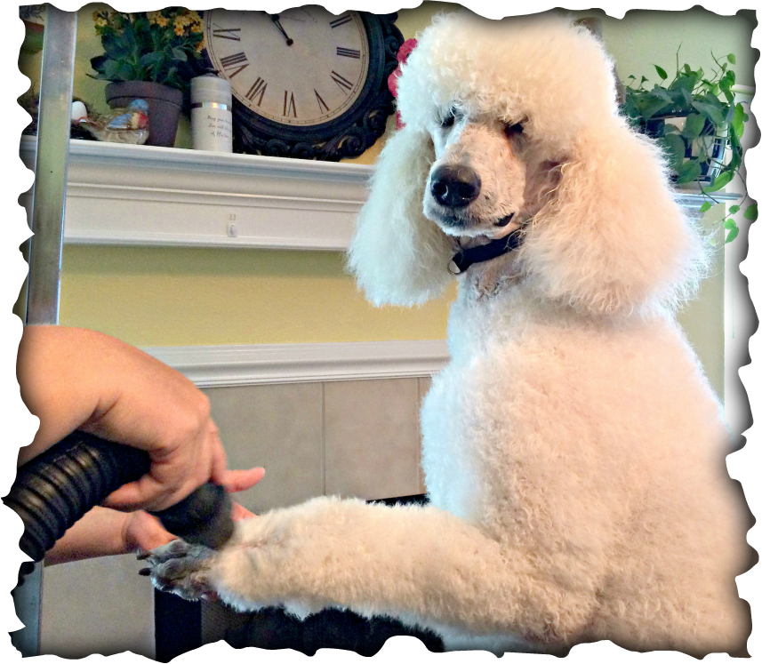 dog shears for poodles
