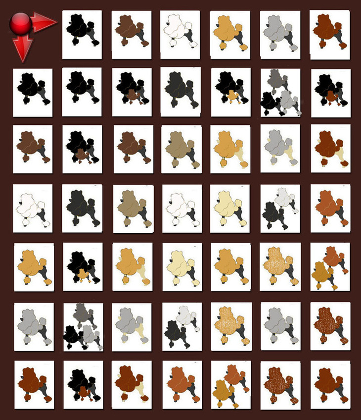Poodle Color Chart