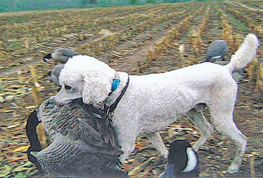 HUNTING , what Poodles were breed for - Nova's Standard ...
