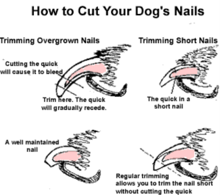 how short to cut poodle nails?