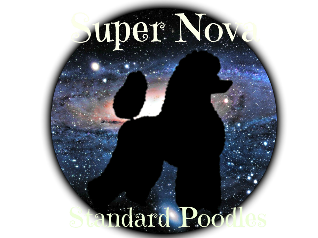 Nova's &nbsp;Standard &nbsp; Poodles
